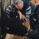 26-ilde-hayvan-sagligi-seferberligi-asilama-ve-hastalik-taramalari-suruyor-rs98FK5z.webp