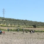 bursa-niluferden-konakliya-800-zeytin-fidani-DwHZMfzN.webp