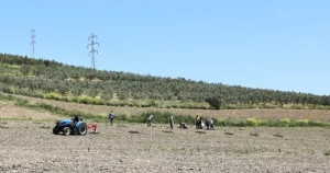 bursa-niluferden-konakliya-800-zeytin-fidani-DwHZMfzN.webp