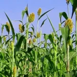 izmirde-ureticilere-sorgum-sudan-otu-tohumu-dagitildi-LkT1EuOU.webp