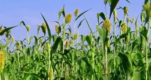 izmirde-ureticilere-sorgum-sudan-otu-tohumu-dagitildi-LkT1EuOU.webp