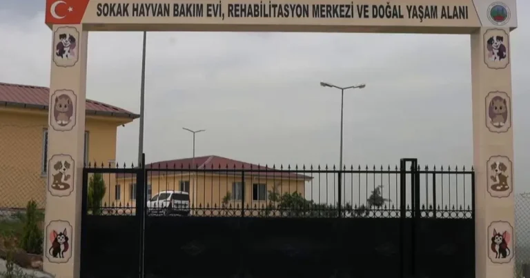 siirtte-sokak-hayvanlari-icin-dev-proje-nHH5q9FD.webp