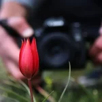 spil-dagina-manisa-lalesi-akini-9zCxQZzc.webp