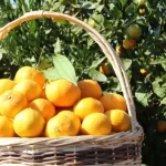 tarim-ufede-turuncgiller-zirvede-fCxaJOmO.webp
