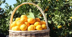 tarim-ufede-turuncgiller-zirvede-fCxaJOmO.webp