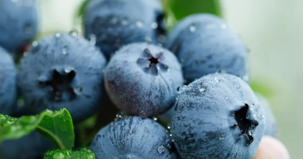 yaban-mersini-ureticileri-icin-bursada-tek-catida-uludag-blueberry-birligi-kuruldu-i5wu3qLy.webp