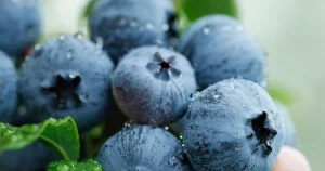 yaban-mersini-ureticileri-icin-bursada-tek-catida-uludag-blueberry-birligi-kuruldu-i5wu3qLy.webp